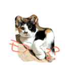 三毛猫の毎日（個別スタンプ：11）