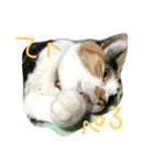 三毛猫の毎日（個別スタンプ：12）