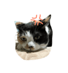 三毛猫の毎日（個別スタンプ：13）