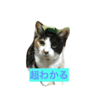 三毛猫の毎日（個別スタンプ：14）