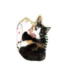 三毛猫の毎日（個別スタンプ：16）