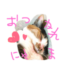 三毛猫の毎日（個別スタンプ：17）