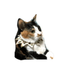 三毛猫の毎日（個別スタンプ：18）