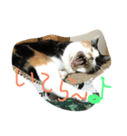三毛猫の毎日（個別スタンプ：19）