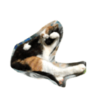 三毛猫の毎日（個別スタンプ：21）