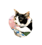 三毛猫の毎日（個別スタンプ：22）