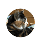 三毛猫の毎日（個別スタンプ：23）