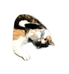 三毛猫の毎日（個別スタンプ：24）