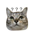 猫。実写。ちびちゃん。（個別スタンプ：1）