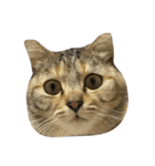 猫。実写。ちびちゃん。（個別スタンプ：2）