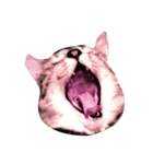 猫。実写。ちびちゃん。（個別スタンプ：3）