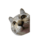 猫。実写。ちびちゃん。（個別スタンプ：5）
