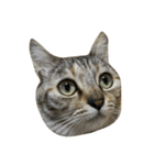猫。実写。ちびちゃん。（個別スタンプ：6）
