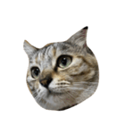 猫。実写。ちびちゃん。（個別スタンプ：7）