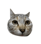猫。実写。ちびちゃん。（個別スタンプ：8）