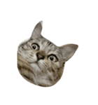 猫。実写。ちびちゃん。（個別スタンプ：9）