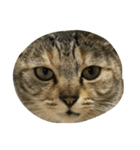 猫。実写。ちびちゃん。（個別スタンプ：10）
