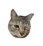 猫。実写。ちびちゃん。（個別スタンプ：11）