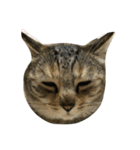 猫。実写。ちびちゃん。（個別スタンプ：12）