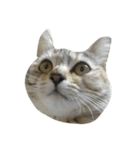 猫。実写。ちびちゃん。（個別スタンプ：13）