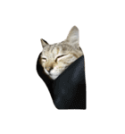 猫。実写。ちびちゃん。（個別スタンプ：14）