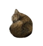 猫。実写。ちびちゃん。（個別スタンプ：15）