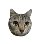 猫。実写。ちびちゃん。（個別スタンプ：16）