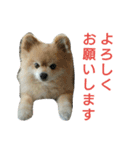 癒しのるぅ（個別スタンプ：4）
