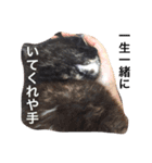モフとあんみつ（個別スタンプ：1）