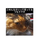 モフとあんみつ（個別スタンプ：4）