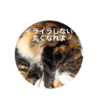 モフとあんみつ（個別スタンプ：7）