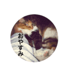 モフとあんみつ（個別スタンプ：8）