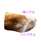 モフとあんみつ（個別スタンプ：10）