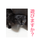 モフとあんみつ（個別スタンプ：13）