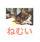 モフとあんみつ（個別スタンプ：16）