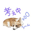 はなひまスタンプ（個別スタンプ：11）