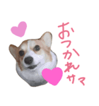 はなひまスタンプ（個別スタンプ：14）