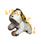 いがき れん 0409（個別スタンプ：15）
