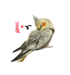 Cockatiel_DAI DAI（個別スタンプ：2）