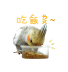 Cockatiel_DAI DAI（個別スタンプ：4）