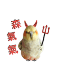 Cockatiel_DAI DAI（個別スタンプ：5）