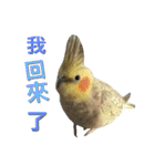 Cockatiel_DAI DAI（個別スタンプ：11）