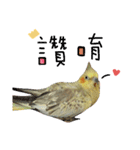 Cockatiel_DAI DAI（個別スタンプ：14）