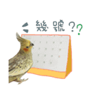 Cockatiel_DAI DAI（個別スタンプ：16）