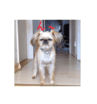 Brussels Griffons2（個別スタンプ：2）