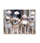 Brussels Griffons2（個別スタンプ：3）