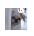 Brussels Griffons2（個別スタンプ：4）