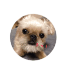 Brussels Griffons2（個別スタンプ：7）