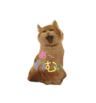 猫。スタンプ（個別スタンプ：1）
