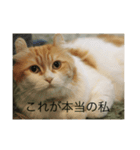 猫。スタンプ（個別スタンプ：3）